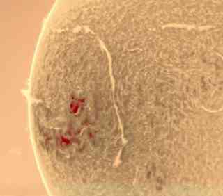 Best-solar-cameras-for-F7-telescopes