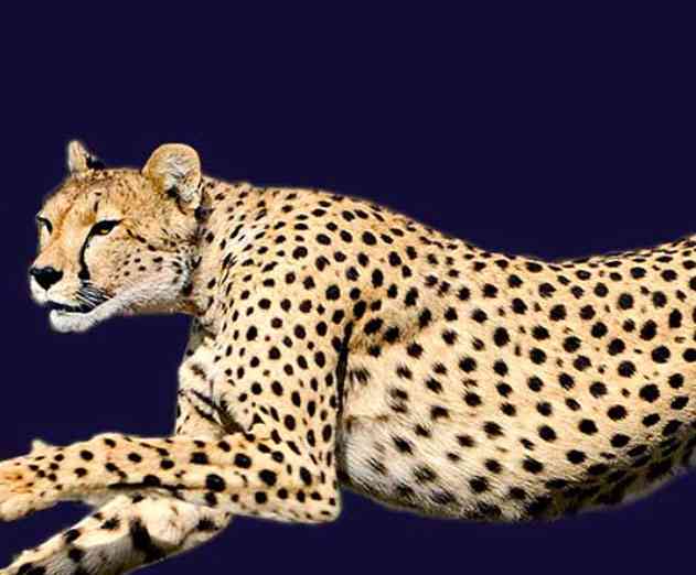 CA Technologies Ryan Polk Discusses CAs Agile Management Portfolio