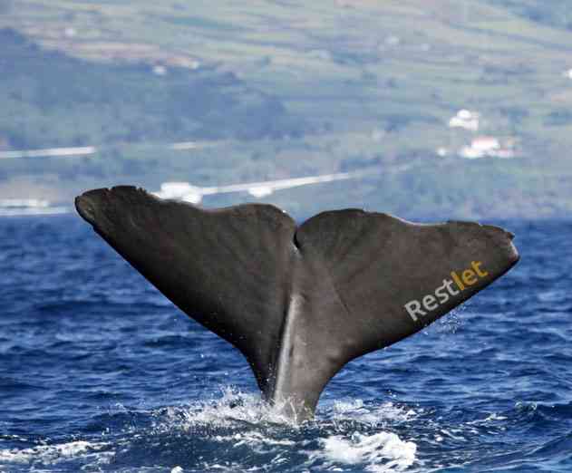 A Deep Dive Into the Restlet DHC API Testing Platform