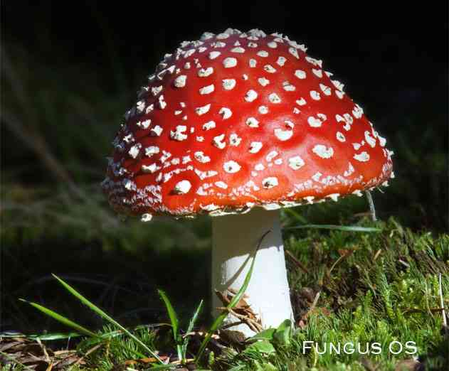 Fungus OS Lets You Run iOS on Android Devices and Android on iOS Devices