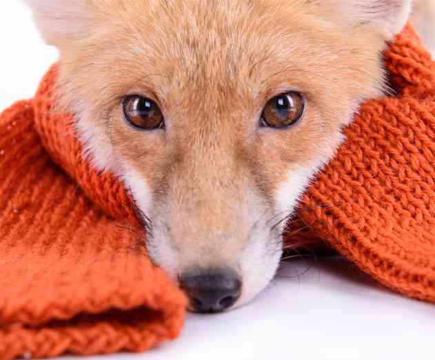 Mozilla Releases New Trainspotting Blog Series to Track Firefox Releases