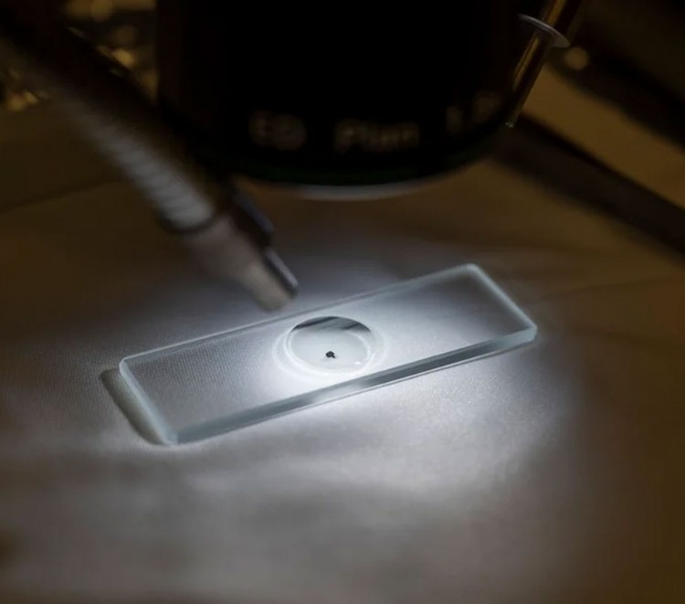 OSIRIS REx samples reveals surprises from asteroid Bennu