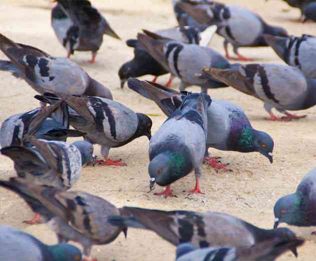 Breaking News: Pigeons Run Amuck at Parse Office Complex