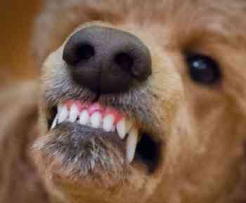 POODLE Attacks The SSL and TLS Problem