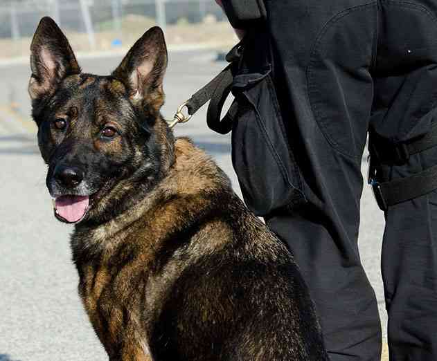 LogDog now lets you protect your Slack and LinkedIn accounts too