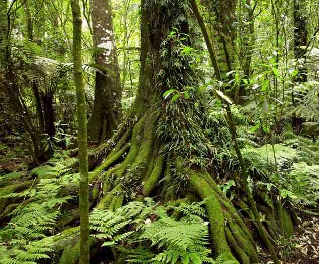 Rainforest launches new testing product into GA