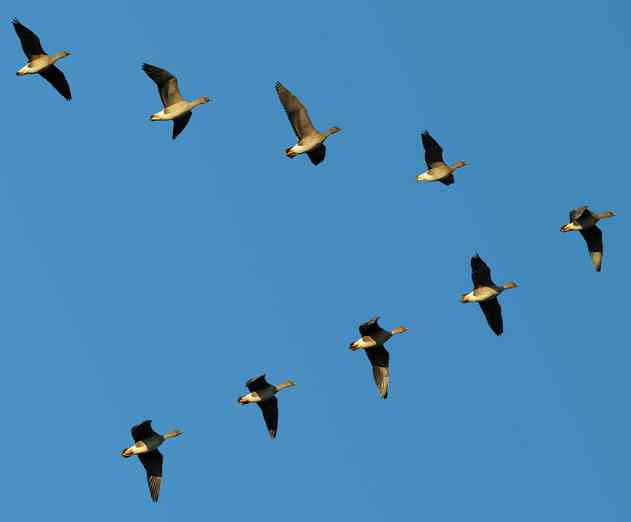 Twitter Developer Team Flocking to a City Near You, Announces Hatch App Startup Contest