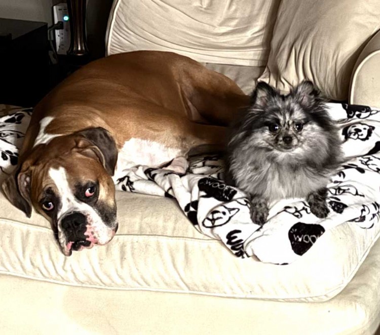 Captain and Aurora dogs for CARA telescope