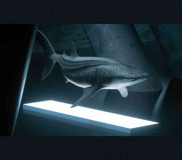 Documentary series about ocean activists