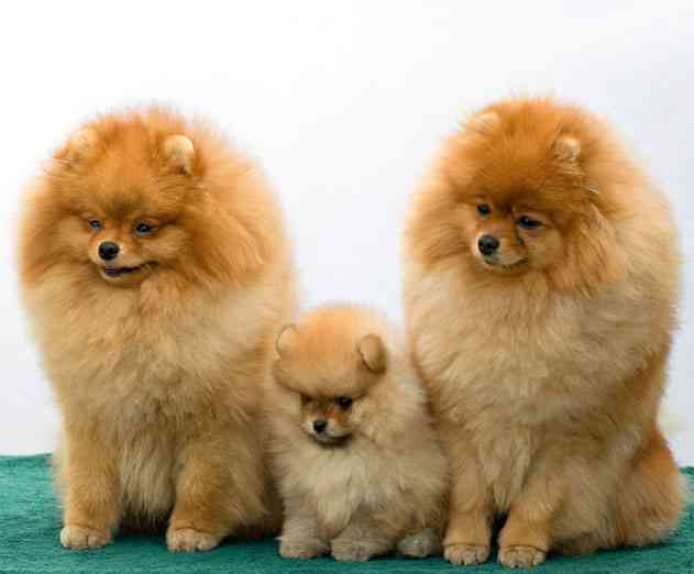 AOL to Offer Native Mobile Ad Units for Techcrunch, Huffington Post and Other AOL Digital Properties